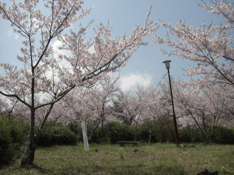 城山の桜