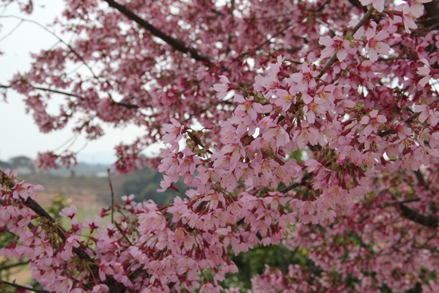 河津桜1