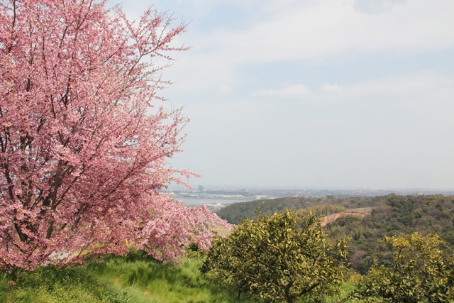 河津桜7