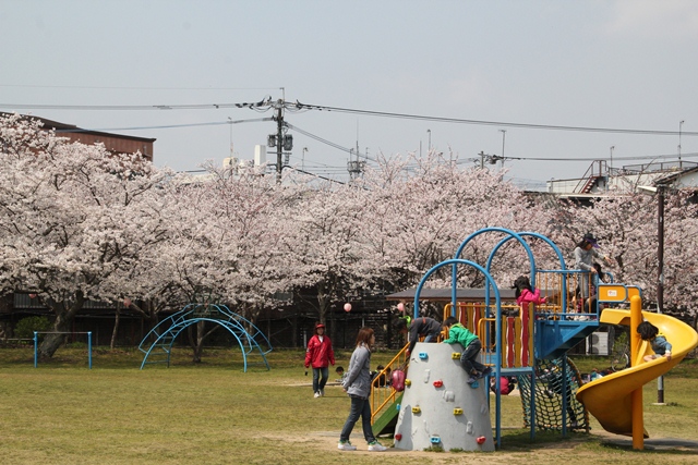 平池公園桜1