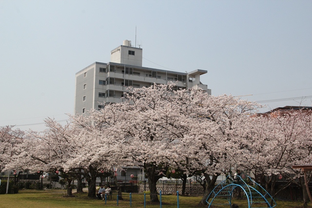 平池公園桜2