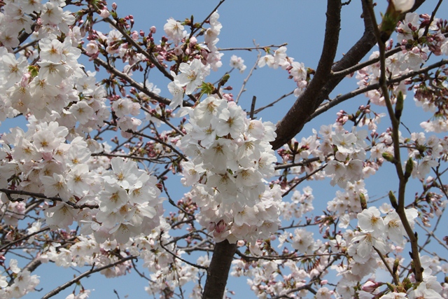 平池公園桜3