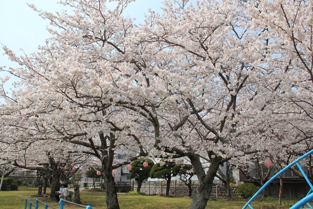 平池公園桜4