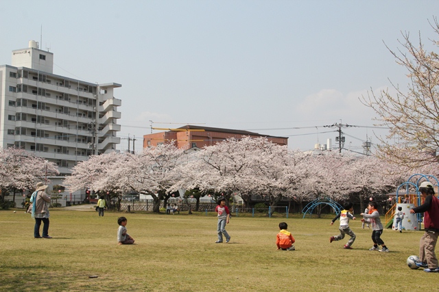 平池公園桜6