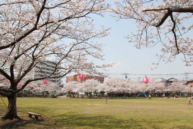 平池公園桜7