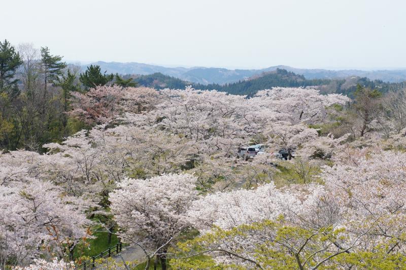 sakura
