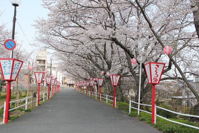 平池公園桜5
