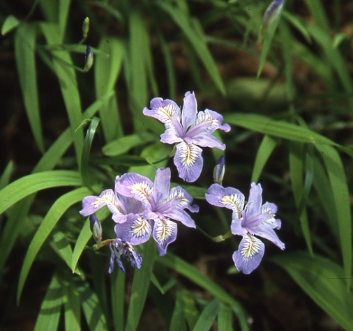 四季の草花＞ヒメシャガ