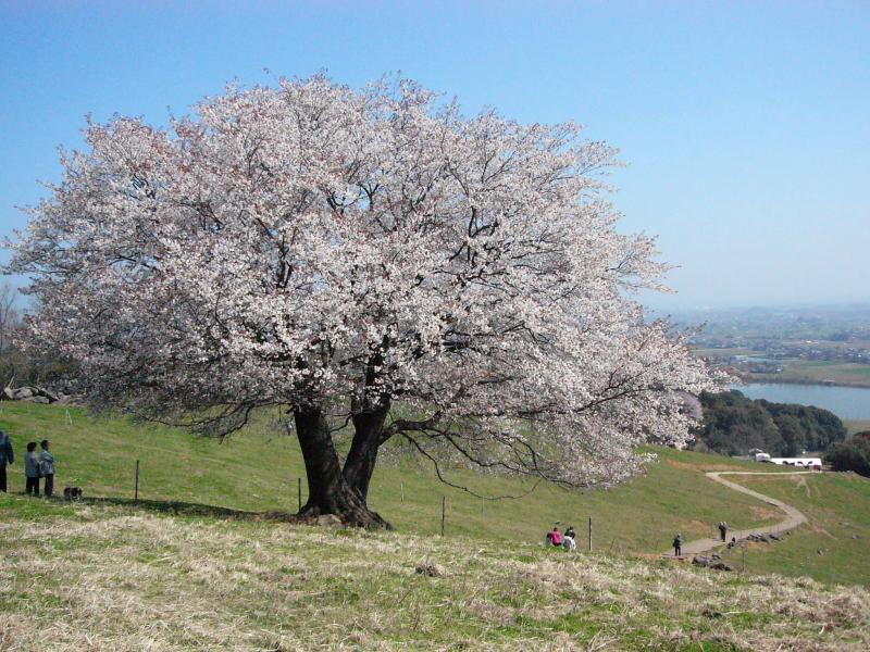 一本桜