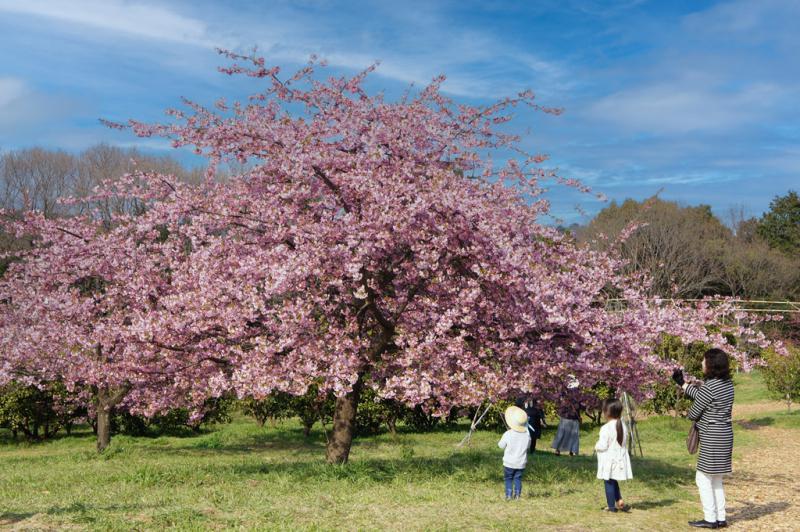 河津桜