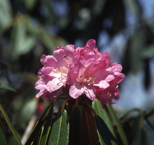 四季の草花＞シャクナゲ