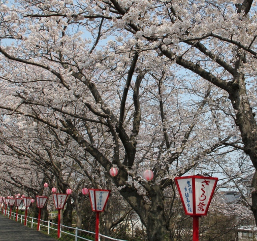 平池桜
