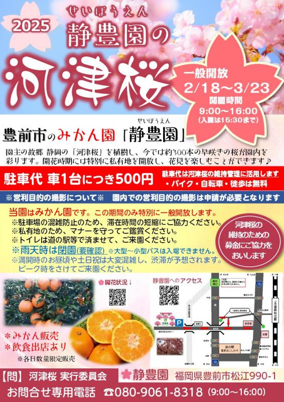 河津桜