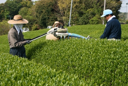 豊前茶