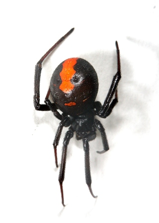 seakagokegumo1