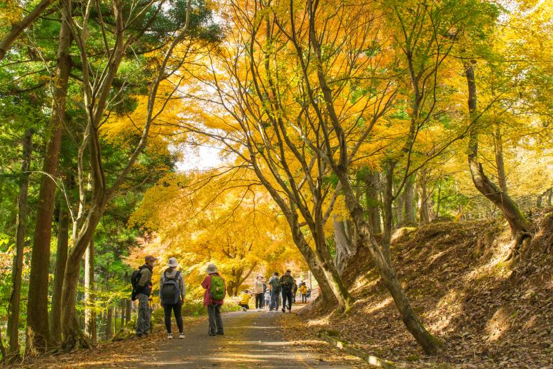 紅葉